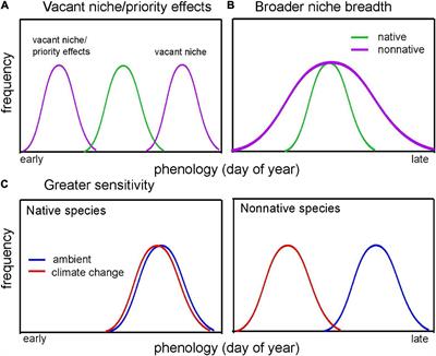 Limited evidence for phenological differences between non-native and native species